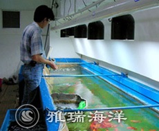 魚類養(yǎng)殖維護(hù)管理