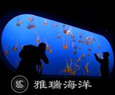 永利國際水母缸